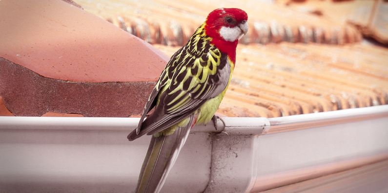 Red and yellow parrot perched on a roof