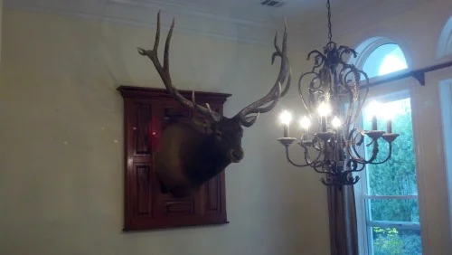 mounted head deer head