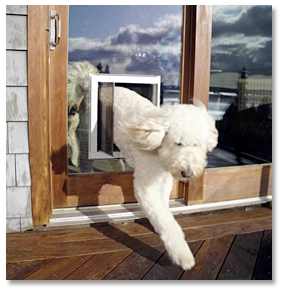 Pet-Door-Sliding-Glass Door