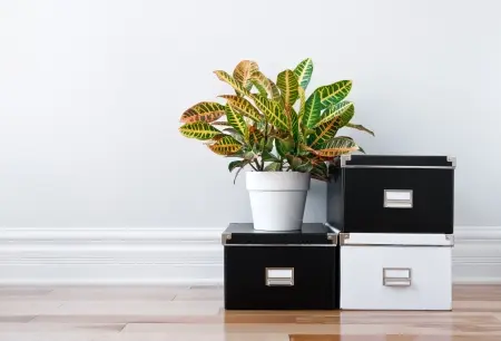 organizing boxes with plant