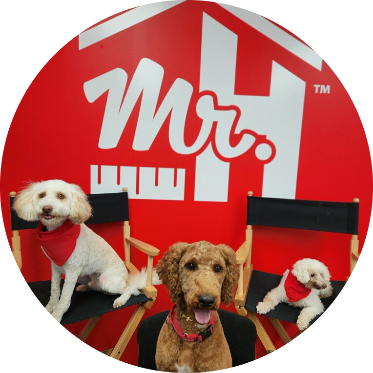 Casper, Lambchop & Scarlett