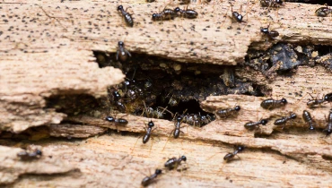 A close-up of termites on termite-damaged wood in a home that could benefit from a termite inspection.