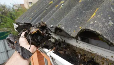The bare hand of a person holding up a chunk of leaves and other debris near a home’s gutter as they complete gutter cleaning in Collinsville, IL.