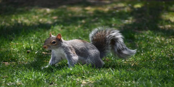 Home defense squirrel