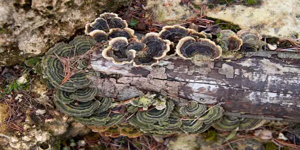 Green mushrooms growing on a log in rocks