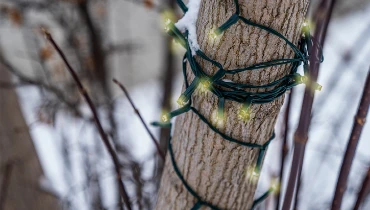 Christmas light on a tree outside