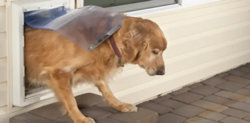 Golden retriever exiting a pet door