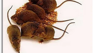brown mice.