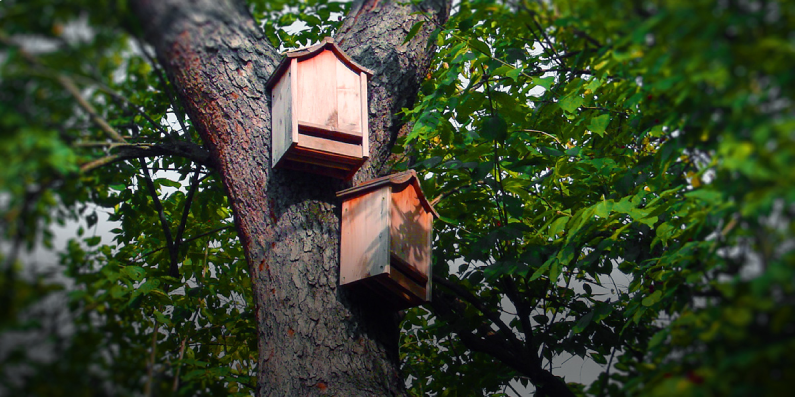 Bat houses in a tree