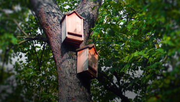 Bat houses in a tree.