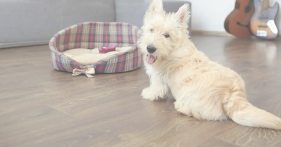 Dog on vinyl floor