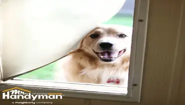 Golden retriever looking through a pet door flap during installation by Mr. Handyman of Charleston and Summerville.