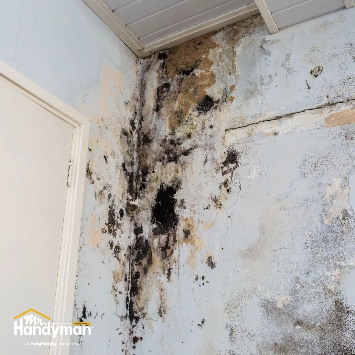 A wall with extensive water damage and dark mold growth.