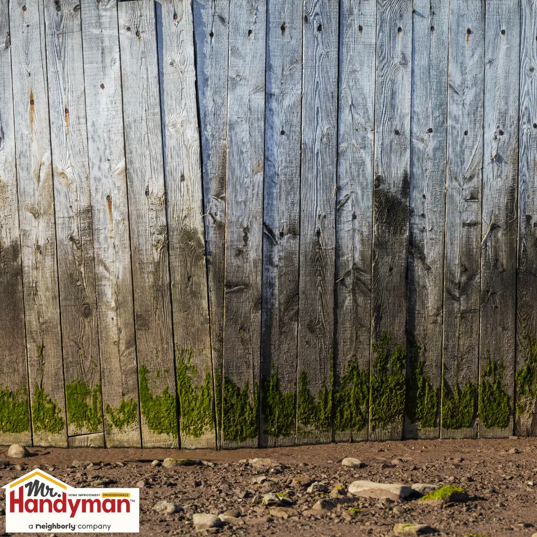 Weathered wooden fence with green moss.