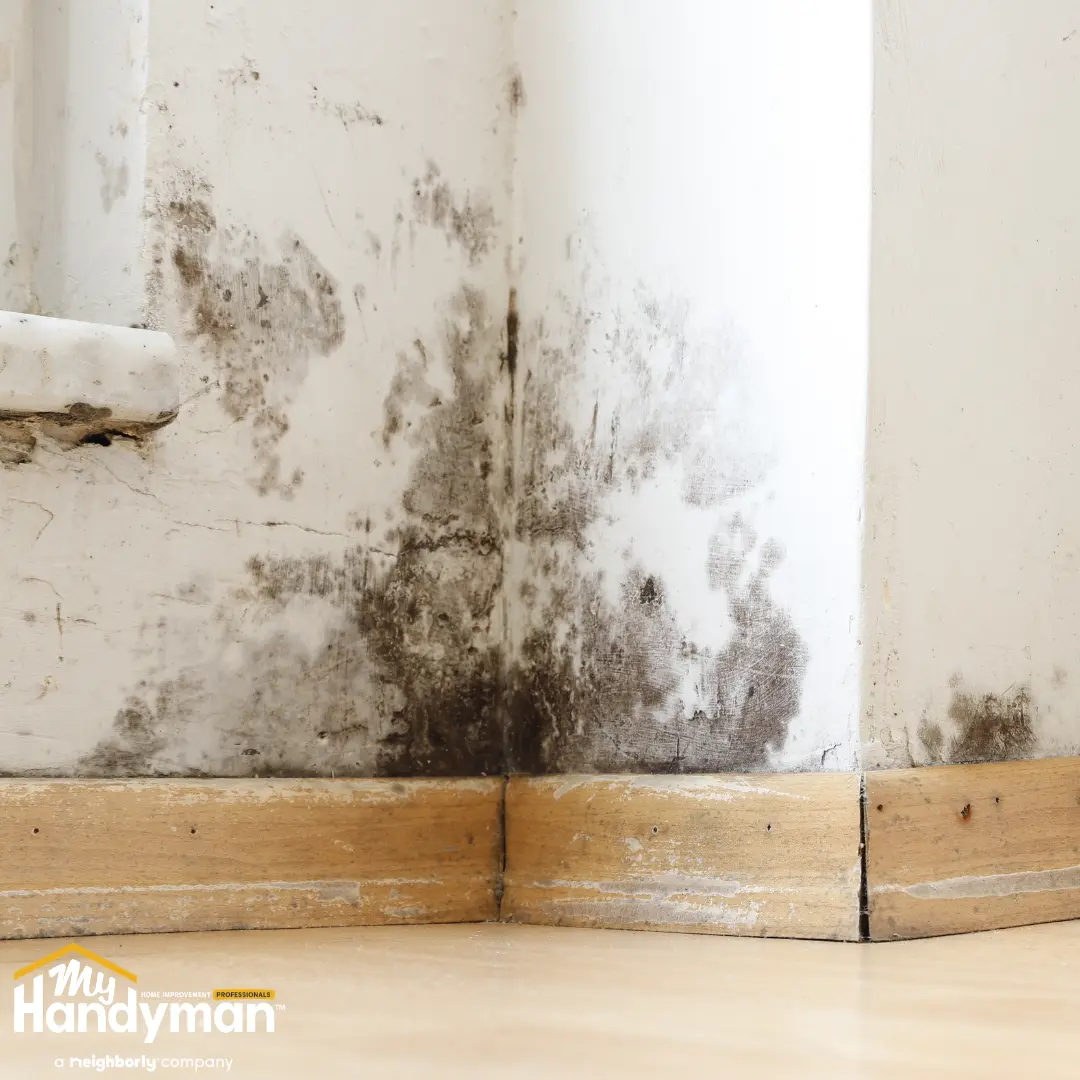 Close-up of a wall corner with visible mold growth.