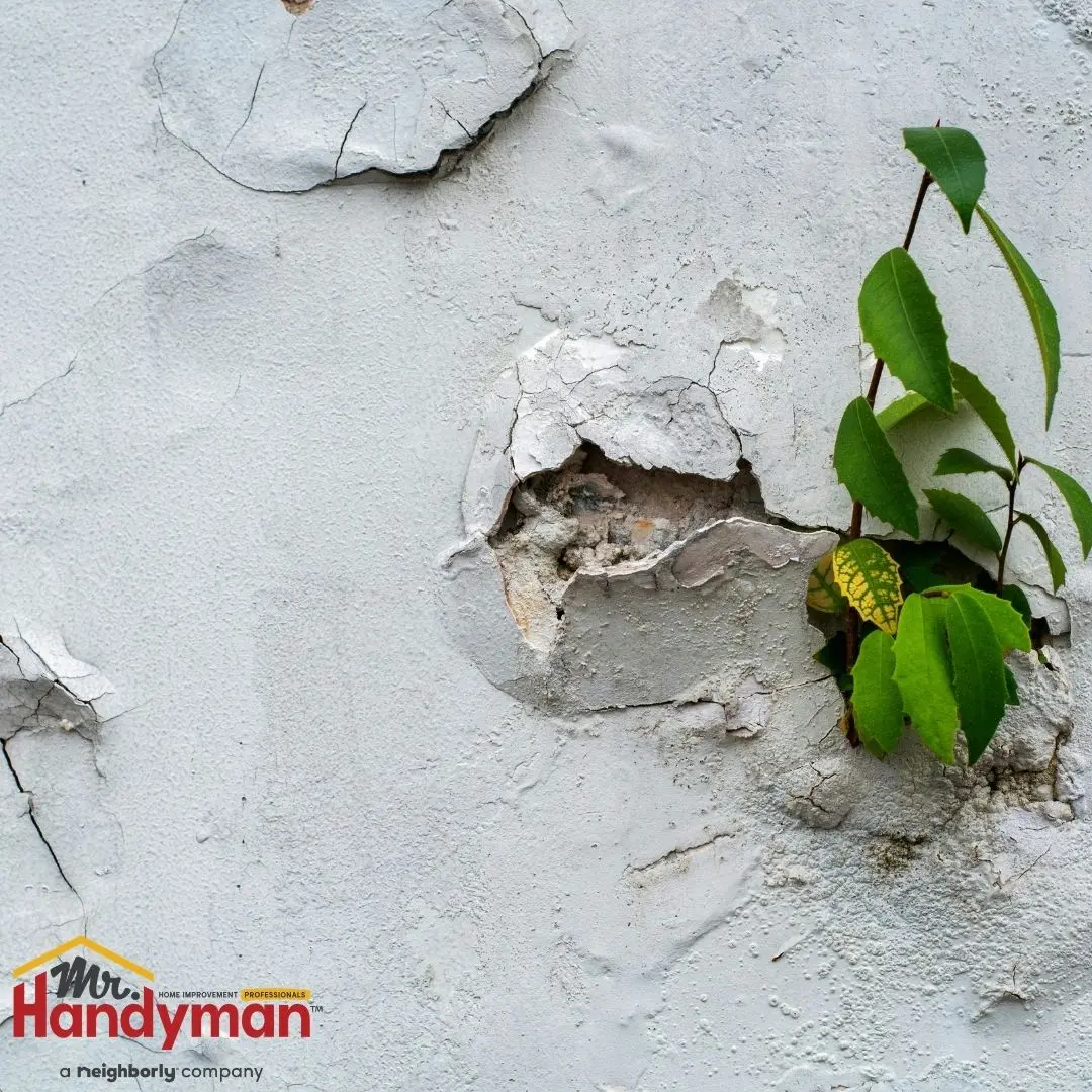 A green plant grows through a crack in a weathered white wall with peeling paint.