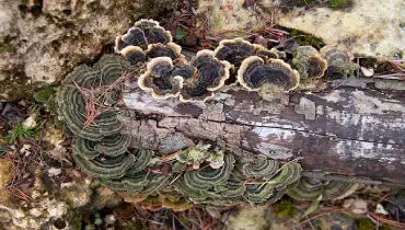 Green mushrooms growing on a log in rocks.