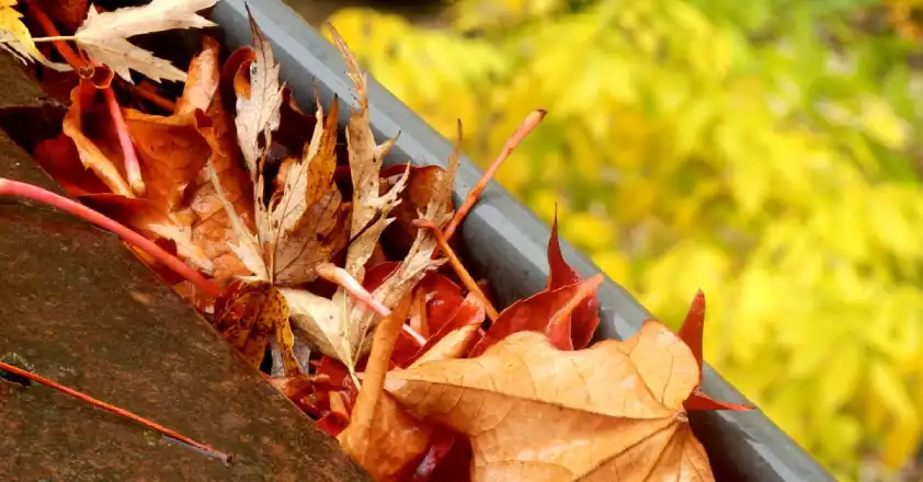 A close-up, top-down view of clogged gutters on a home’s roof before the leaves have been removed with gutter cleaning services.