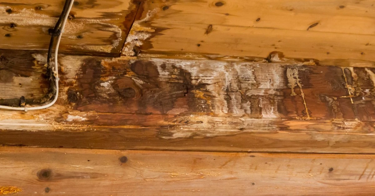 A wooden wall, ceiling boards, and ceiling joist that have been damaged by moisture and require wood rot repair.