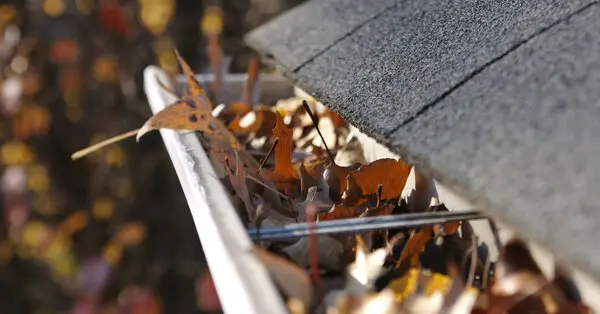 Gutters overflowing with dead leaves and in need of professional services for gutter cleaning in Oklahoma City.