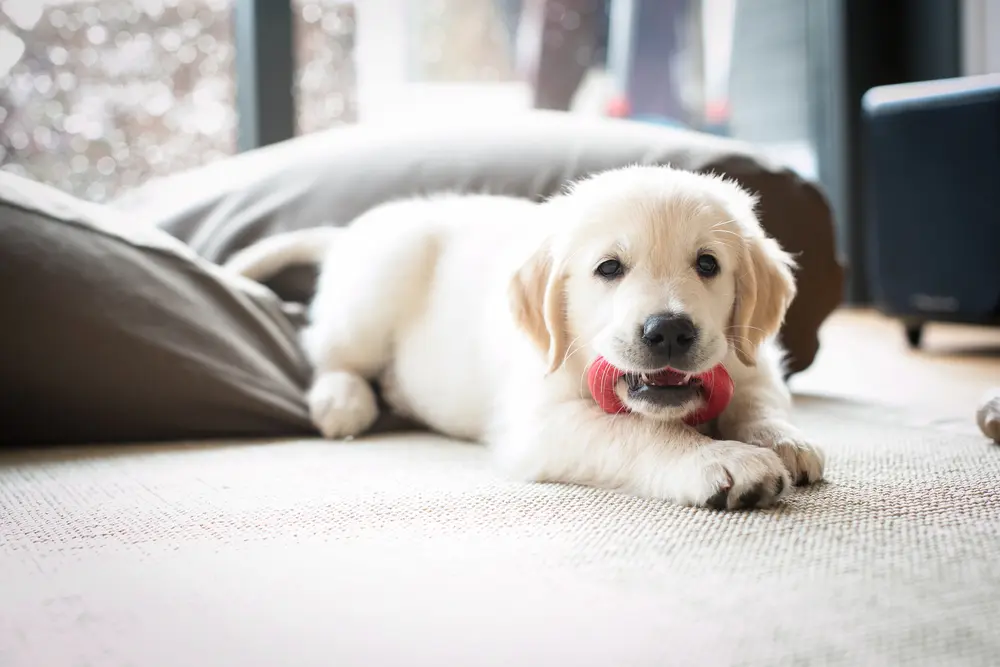 puppy with a chew toy