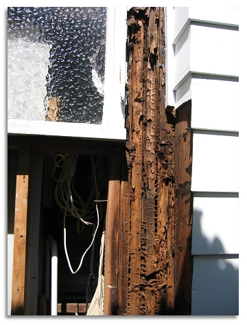 Wood Rot Rotten wood by a window.