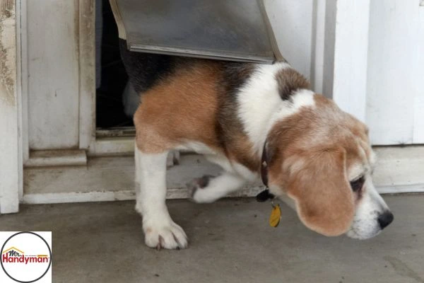 Dog using weatherproof pet door installed by Mr. Handyman of Northern St Joseph and Elkhart Counties